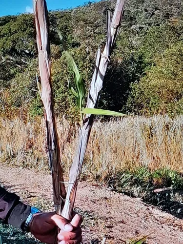 MUDAS GEMAS BRS CAPIAÇU O CAPIM ELEFANTE DA EMBRAPA A VENDA