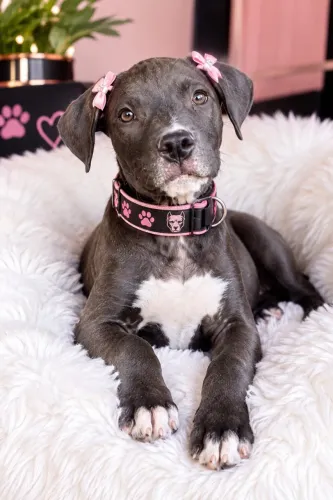 Pitbull fêmea e macho belíssimos