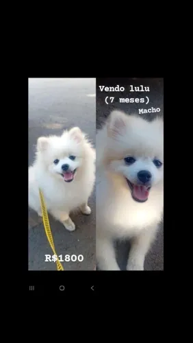 Vendo cao macho lulu 