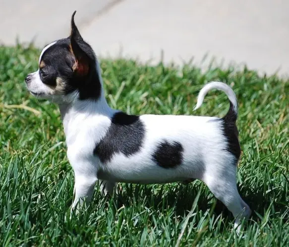 Chihuahua pelo longo e pelo curto a pronta entrega