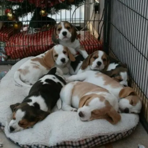 Beagle fêmeas e machinhos a pronta entrega