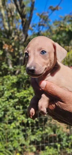 Galgo Italiano Macho - Padrão 