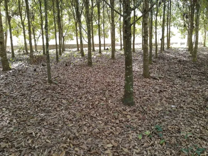 Imóvel para venda tem 360 metros quadrados em Área Rural de Biguaçu - Biguaçu - SC