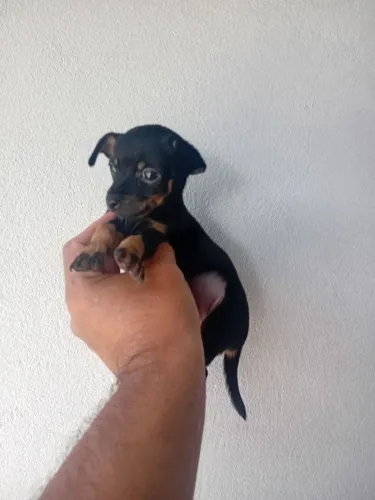 Fêmea 01 mini valor 600 reais.