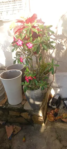 Planta flor do deserto