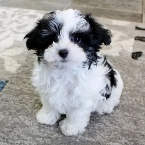 Filhotes de Shih Tzu | O amigo que você sempre quis.