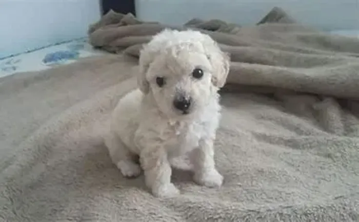 poodle coom o nosso canill kennel 