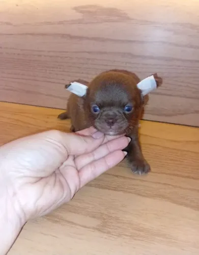 Chihuahua machinho pelagem curta. Um chocolatinho super charmoso!