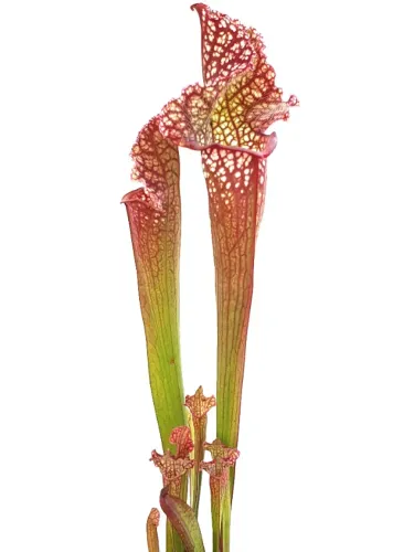 Sarracenia leucophylla X purpurea