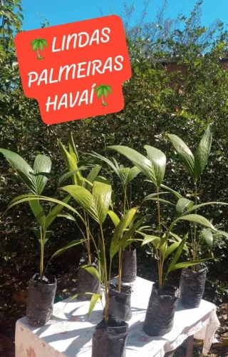 5 Palmeiras Havaí ( tropical no jardim)