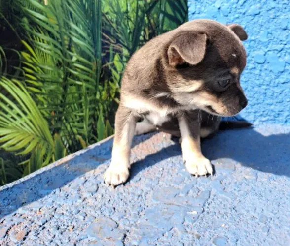 Chihuahua Macho Micro Tricolor: O Companheiro Que Vai Alegrar Seu Dia!
