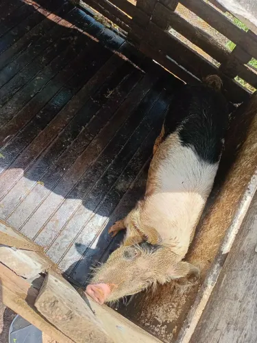 VENDO porca  70 kilos.  Sou de birritiba mirrim 