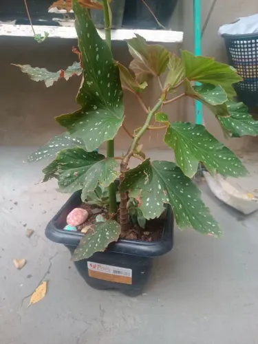 Planta Begonia Maculata
