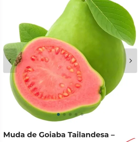 Muda de Goiaba Tailandesa