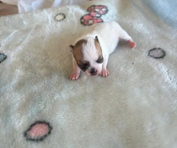 Chihuahua micro fêmea pedigree 