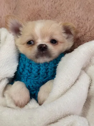 Chihuahua - Seu melhor amigo!