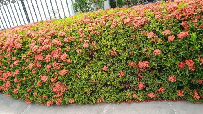 Jardinagem em geral ..