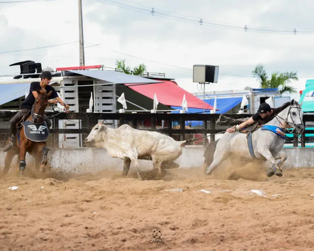 Cavalo pronto de direita para vender 