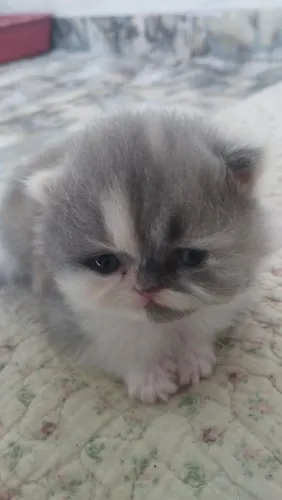 Gata Persa Tricolor fêmea