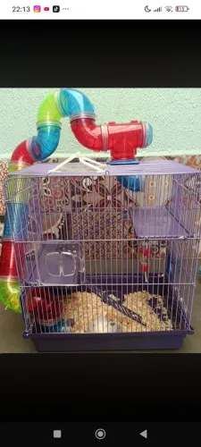 Gaiola com hamster