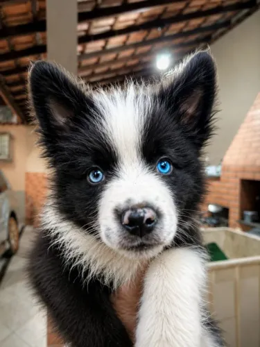 Filhote de border collie