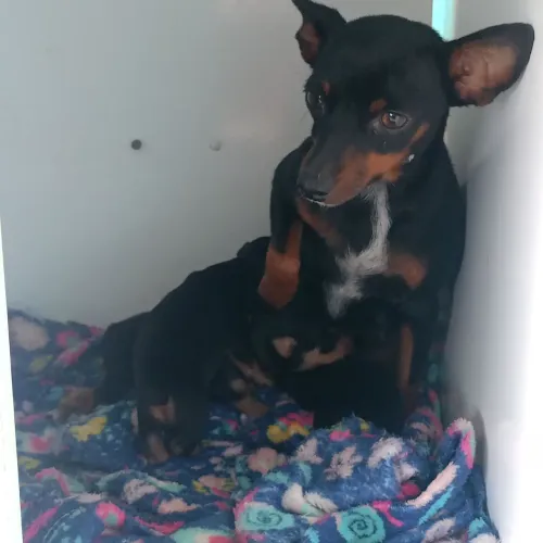 Pinscher