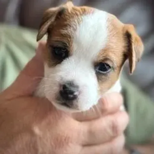 Jack Russell Terrier,Jack Russell Terrier Filhote Selecionado Alta Procedência