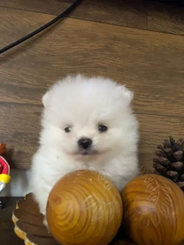 Spitz alemão macho