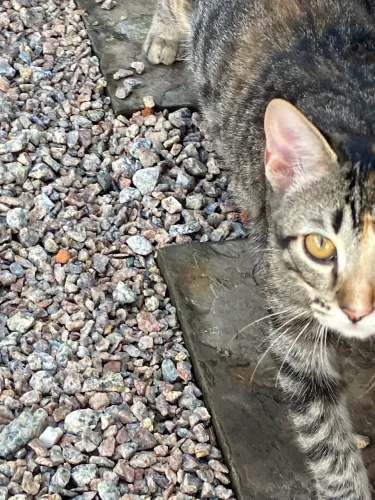 Doa-se gatinha fêmea 6 meses! 