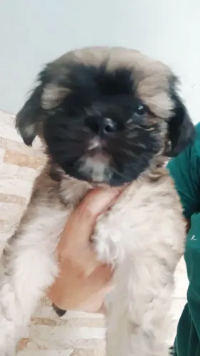 Shihtzu fêmea disponíveis