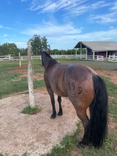 Cavalo