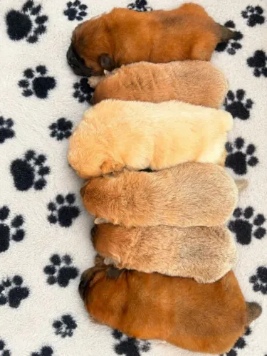Chow chow