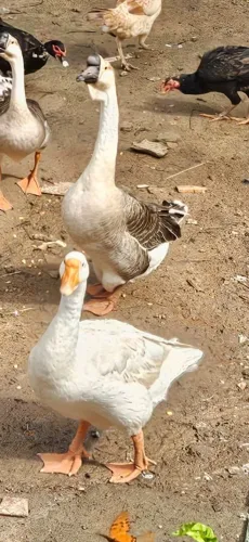 Casal de ganso