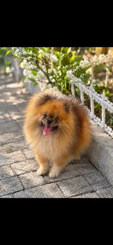 Lulu da Pomerania Macho procura namorada (Reprodução)