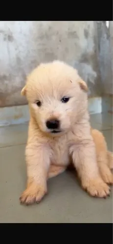 Cachorro 