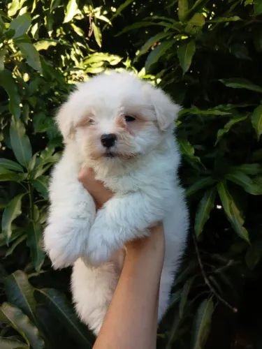 Lindo filhote macho maltês