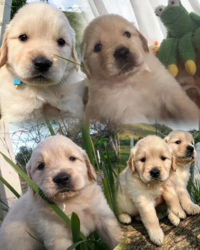 Amor de golden retriever