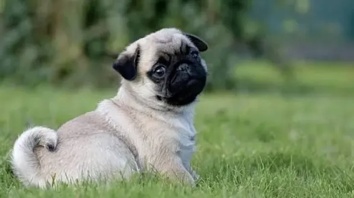 Pug machinho