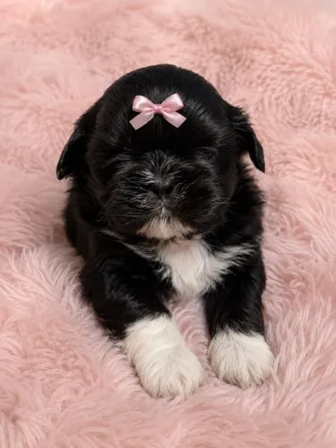Linda filhote de shih tzu femea preta e branca