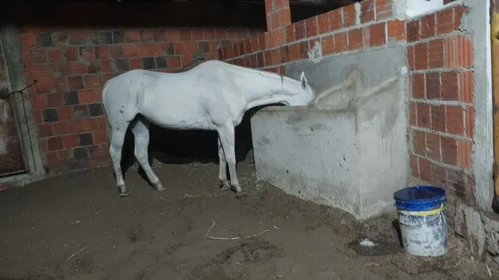 Vendo um cavalo e uma égua