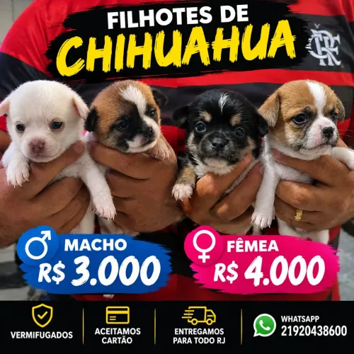 Chiuhuaua macho e fêmea raça pura pelo longo