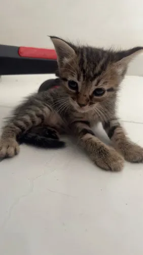 Doação de gatos