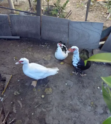 Patos