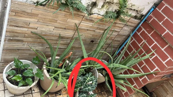 Vendo plantas valor a combinar