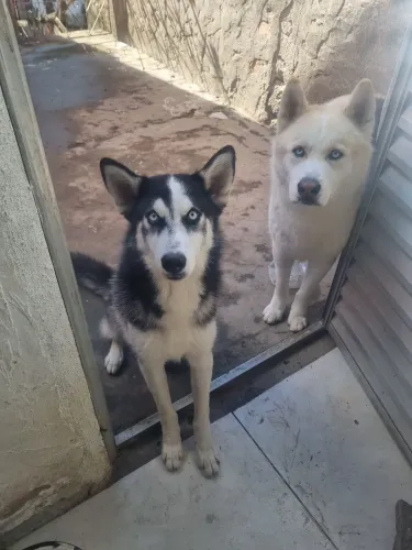 Husky siberiano 1 ano