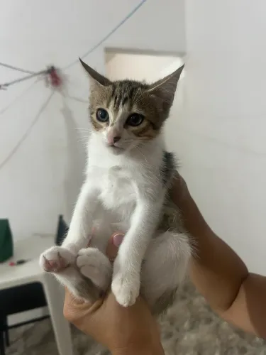 Doação filhote de gato