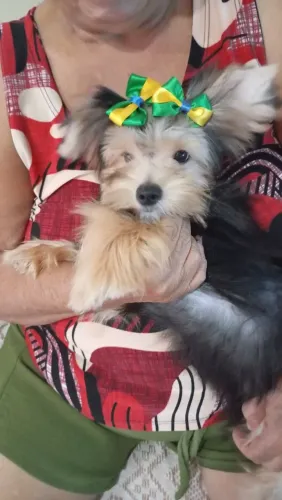 Pet Yorkchai 