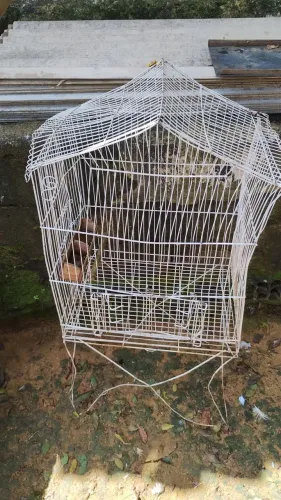 Vendo essa gaiola 