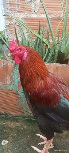  Galo Vermelho Caipira à Venda