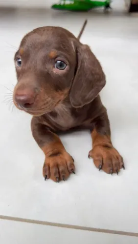 Dachshund Chocolate de olhos verdes 